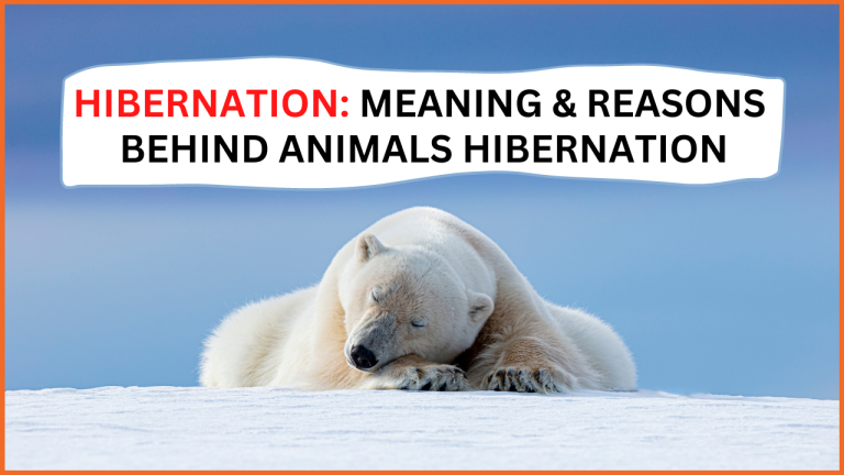 Hibernation: Meaning & Reasons Behind Animals Hibernation